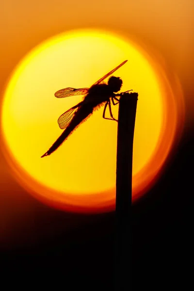 Silhuetten Dragonfly Poserar Gren Före Suddig Sunset Solen Närbild Selektivt — Stockfoto