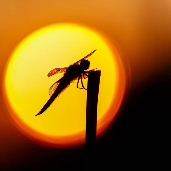 Silhuetten Dragonfly Poserar Gren Före Suddig Sunset Solen Närbild Selektivt — Stockfoto