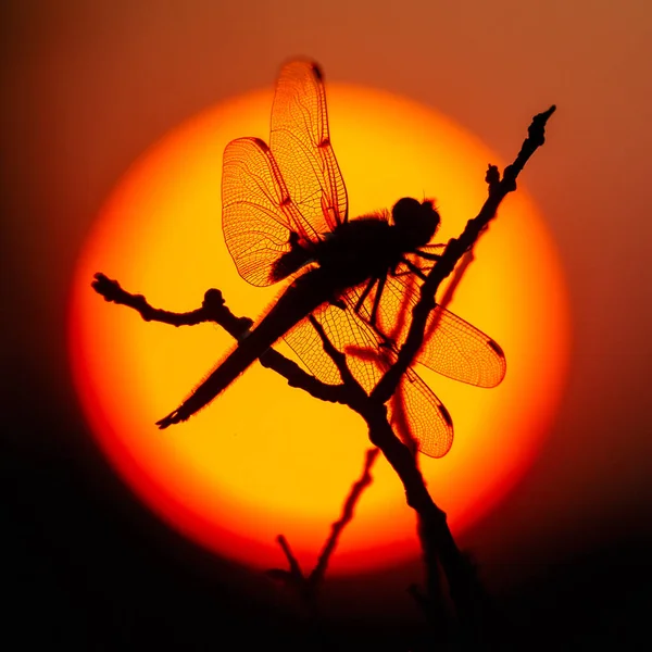 Silhouet Van Dragonfly Poseren Tak Voordat Wazig Zonsondergang Zon Close — Stockfoto