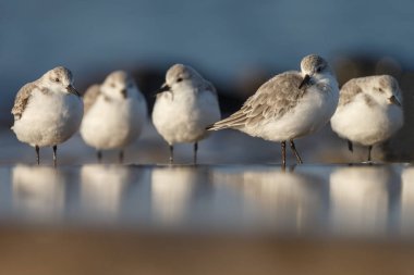 Kumsalda oturan martılar, vahşi kuşlar.