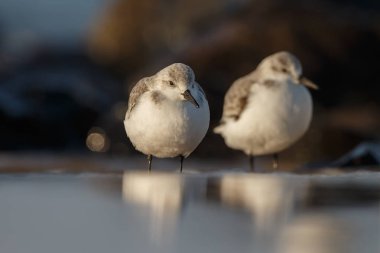 Kumsalda oturan martılar, vahşi kuşlar.