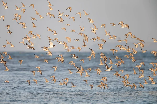 Летающие Птицы Над Морем — стоковое фото