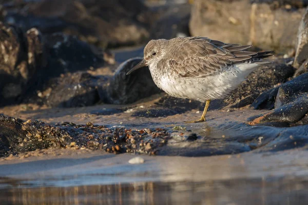 Seagull Sitting Beach — Stock Photo, Image