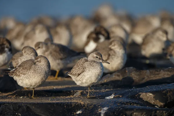 Mouettes Assises Sur Plage Oiseaux Sauvages — Photo
