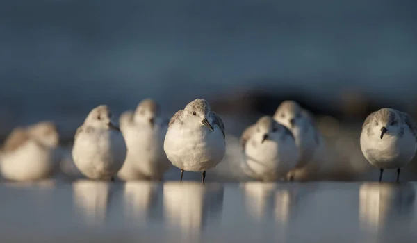 Seagulls Sitting Beach Wild Birds — Stock Photo, Image