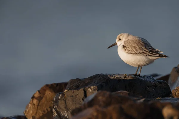 Seagull Sitting Beach — Stock Photo, Image