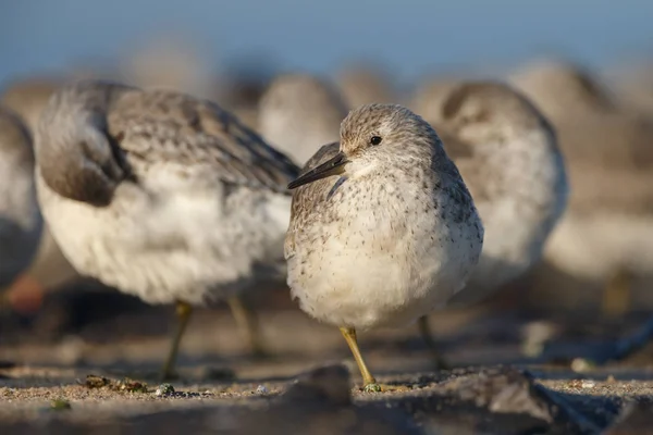 Kumsalda Oturan Martılar Vahşi Kuşlar — Stok fotoğraf