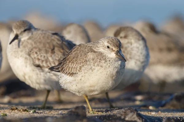 seagulls sitting on the beach, wild birds