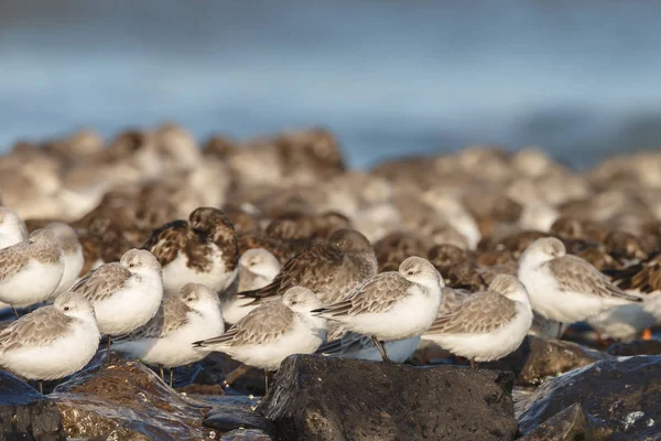 Mouettes Assises Sur Plage Oiseaux Sauvages — Photo
