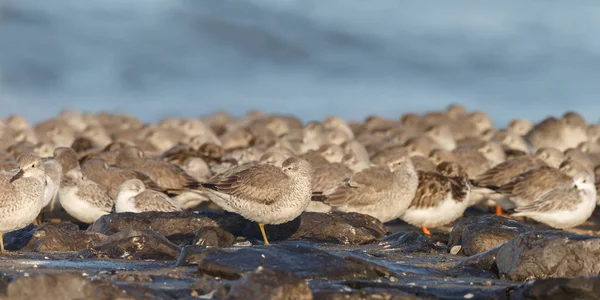 Чайки Сидящие Пляже Дикие Птицы — стоковое фото