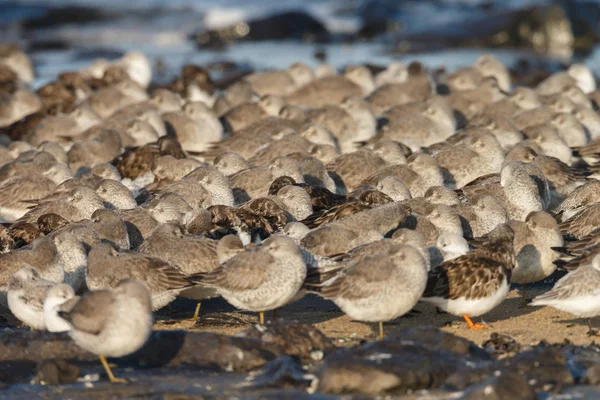 Seagulls Sitting Beach Wild Birds — Stock Photo, Image