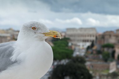 Martı şehrin çatısında.
