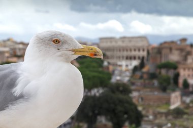 Martı şehrin çatısında.