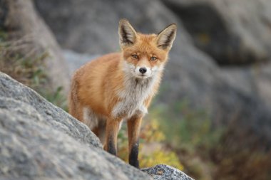 kızıl tilki doğada