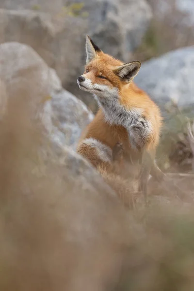 Rotfuchs Der Natur — Stockfoto