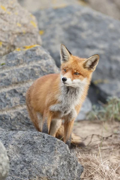 Rotfuchs Der Natur — Stockfoto