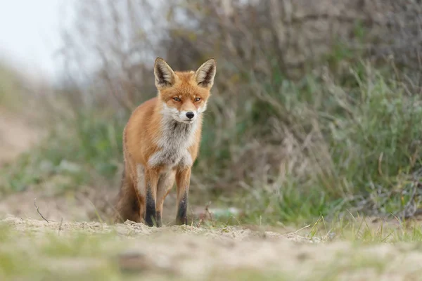 Rotfuchs Der Natur — Stockfoto