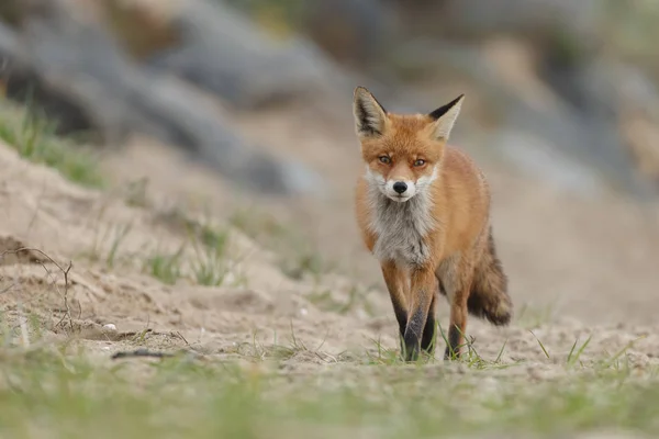 Red Fox Nature — Stock Photo, Image