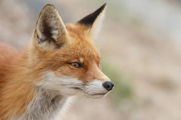 Volpe Rossa Natura — Foto Stock