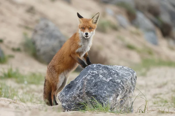 Raposa Vermelha Natureza — Fotografia de Stock