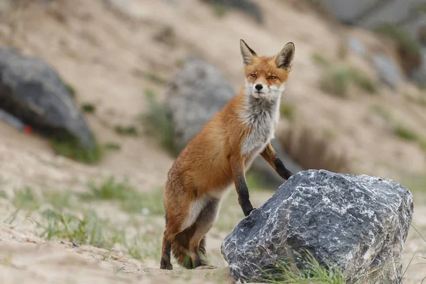 自然界の赤狐 — ストック写真