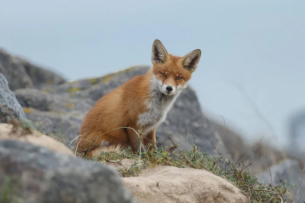 Rotfuchs Der Natur — Stockfoto