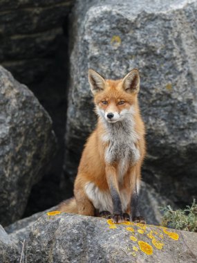 kızıl tilki doğada