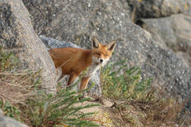 kızıl tilki doğada