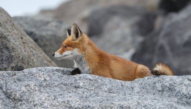 Kızıl tilki yavrusu taşların üzerinde yatıyor.