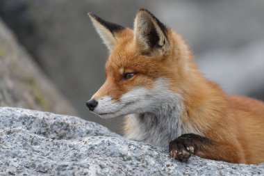 Kızıl tilki yavrusu taşların üzerinde yatıyor.