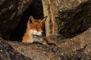 Kızıl tilki yavrusu taşların üzerinde yatıyor.