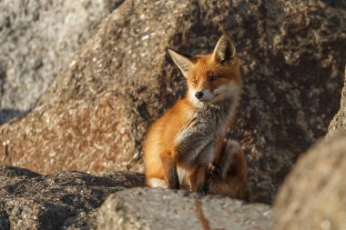 kızıl tilki doğada