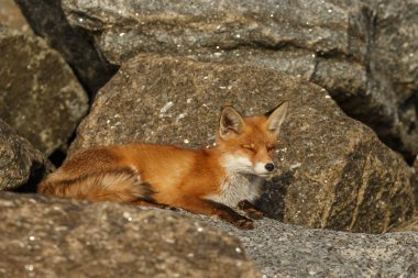 Kızıl tilki yavrusu taşların üzerinde yatıyor.