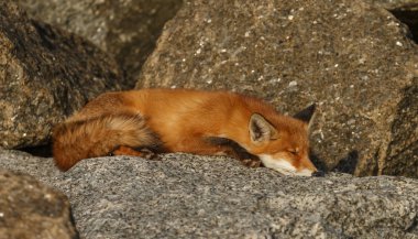 Kızıl tilki yavrusu taşların üzerinde yatıyor.