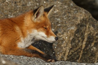 Kızıl tilki yavrusu taşların üzerinde yatıyor.