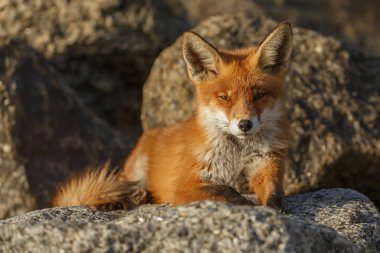 Kızıl tilki yavrusu taşların üzerinde yatıyor.