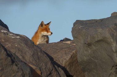 Kızıl tilki taşların üzerinde dikizliyor.