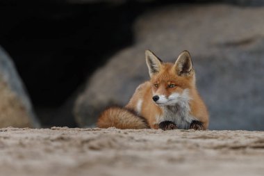 Kumda yatan yakın plan kızıl tilki.