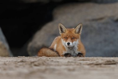 Kumda yatan yakın plan kızıl tilki.
