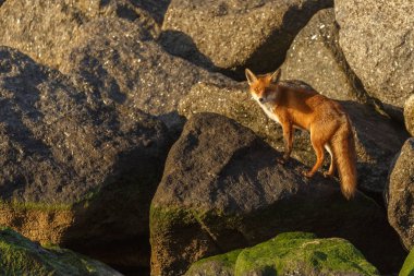 Kızıl tilki yavrusu taşların üzerinde duruyor.