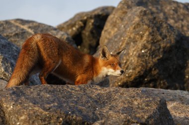 Kızıl tilki yavrusu taşların üzerinde duruyor.