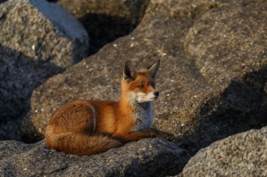 Kızıl tilki yavrusu taşların üzerinde yatıyor.