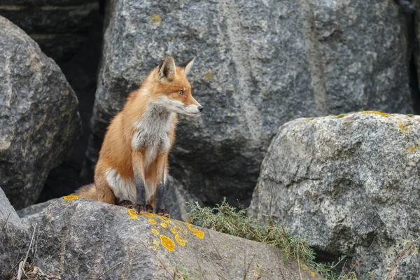 Renard Roux Dans Nature — Photo