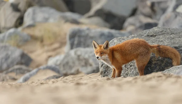 Vörös Róka Séta Strandon — Stock Fotó