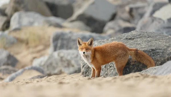 Red Fox Berjalan Pantai — Stok Foto