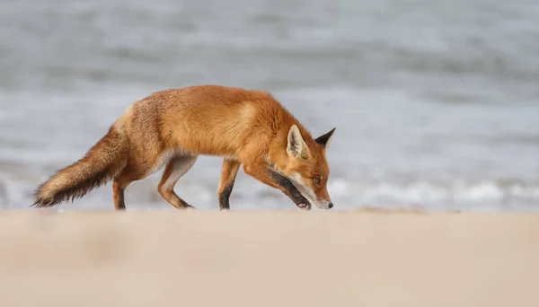 Rode Vos Wandelen Het Strand — Stockfoto