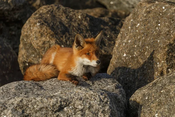 Red Fox Cub Berbaring Atas Batu — Stok Foto
