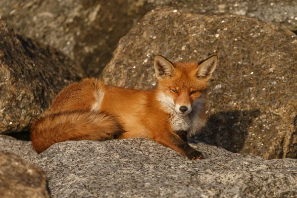 Red fox cub lying on the stones