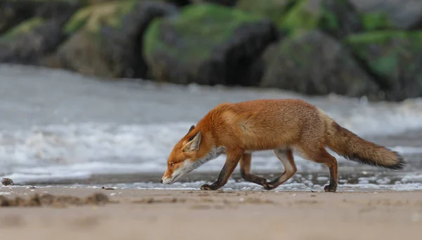 Renard Roux Sentant Marchant Sur Plage — Photo