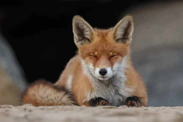 Nahaufnahme Rotfuchs Auf Dem Sand Liegend — Stockfoto